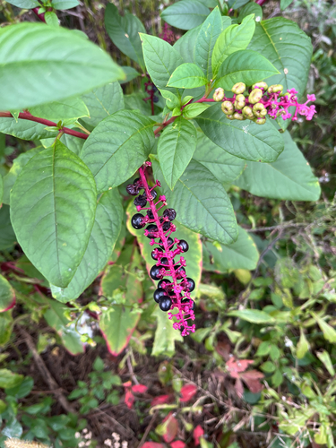 American pokeweed