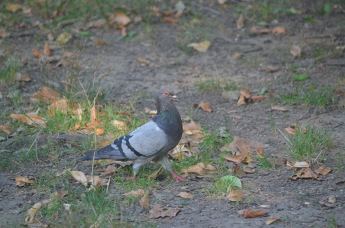 Feral Pigeon