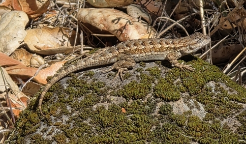 Western Fence Lizard seen in Sonoma Valley