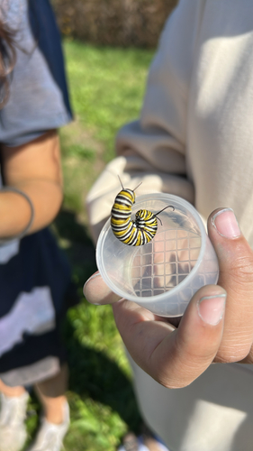 Monarch