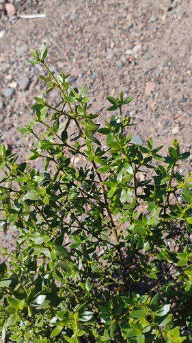 Larrea divaricata