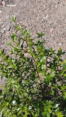 Larrea divaricata