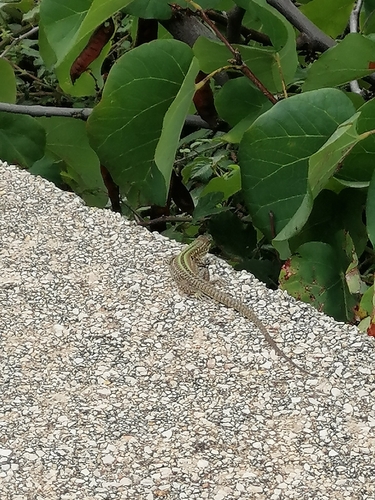 Italian Wall Lizard