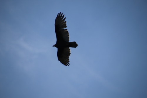 Turkey Vulture