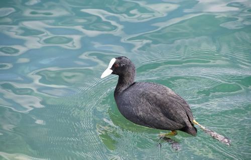 Eurasian coot