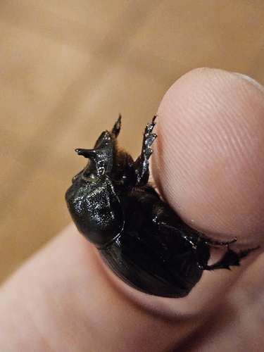 Copris lunaris