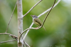 Oncostoma cinereigulare