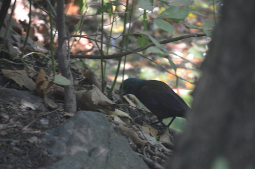 Common Grackle