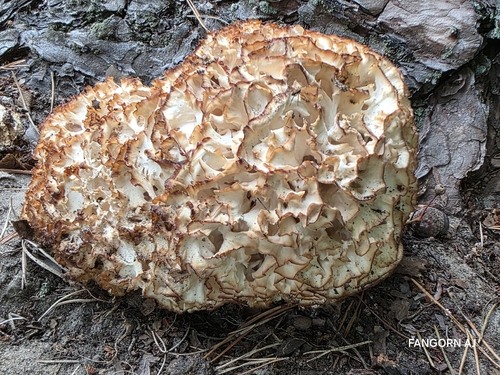 Cauliflower Fungus