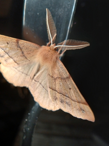 Feathered Thorn