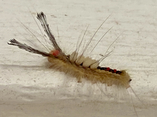 White-marked Tussock Moth