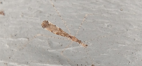 Empicoris vagabundus