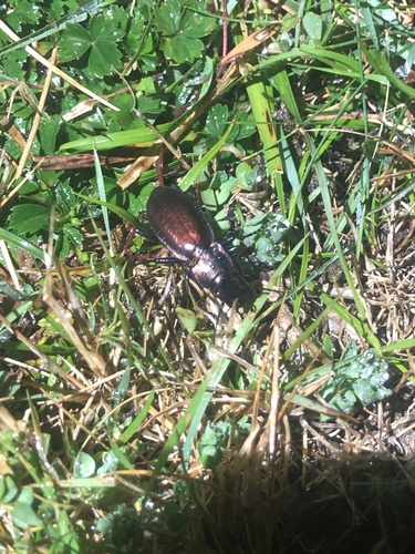 Carabus macrocephalus