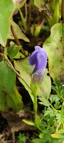 Fringe-flowered Gentian
