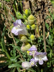 Penstemon jamesii