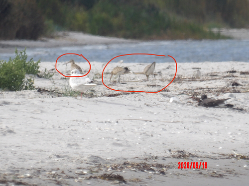 Bar-tailed Godwit
