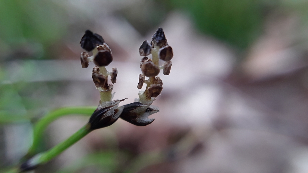 dwarf horsetail (Rare Plants of Newfoundland) · iNaturalist