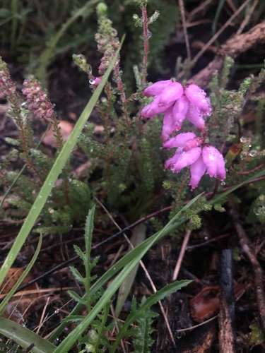 Dorset Heath