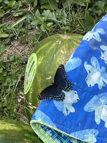 Red-spotted Purple