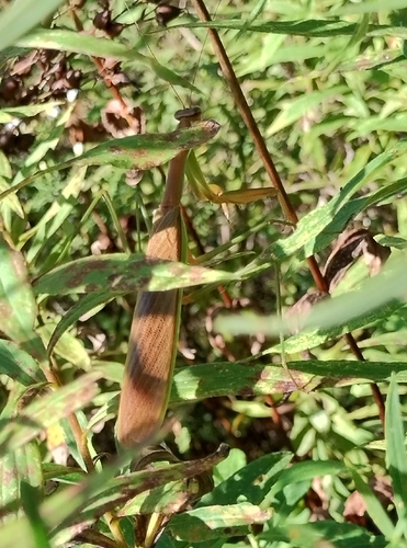 Chinese Mantis