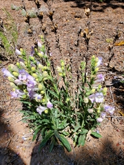 Penstemon jamesii