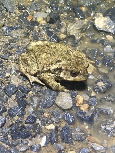Spiny Toad