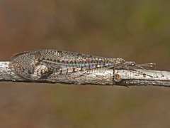 Glenoleon pulchellus