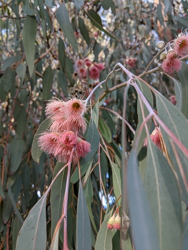 Eucalyptus sideroxylon