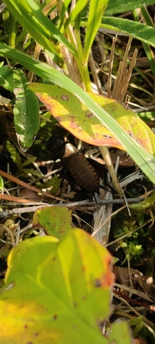 European Field Cricket