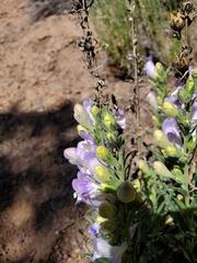 Penstemon jamesii