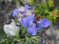 Iris hookeri