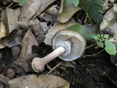 Armillaria hinnulea