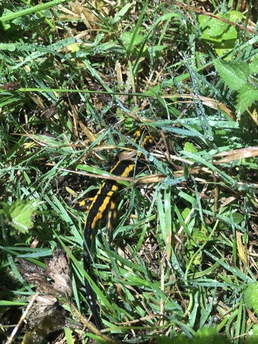 Yellow-striped Fire Salamander