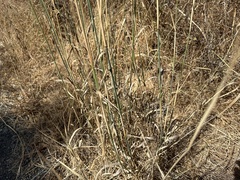 Phalaris aquatica, photograph (c) carsley, some rights reserved (CC BY)