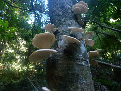 Armillaria hinnulea