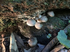 Armillaria hinnulea