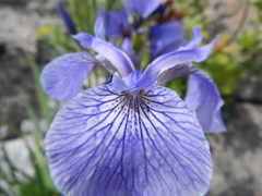 Iris hookeri