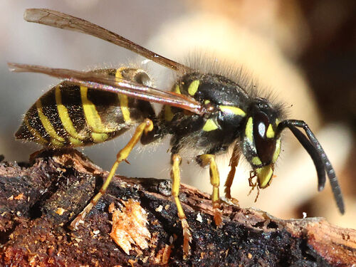 Common European Yellowjacket