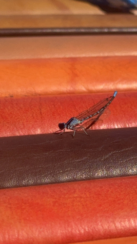 Blue-ringed Dancer