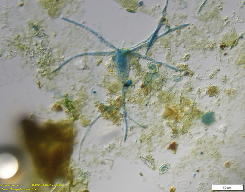 Megalospora observed 2026-09-18