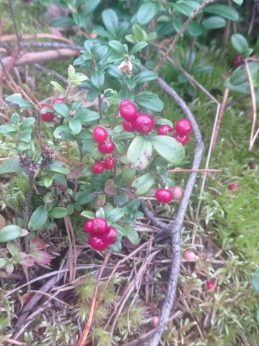 Lingonberry