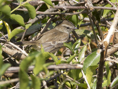 Nesotriccus incomtus
