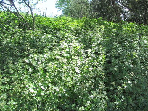 Urtica membranacea, photograph 2