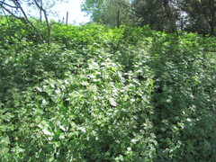 Urtica membranacea, photograph (c) zebedeugalinha, some rights reserved (CC BY)