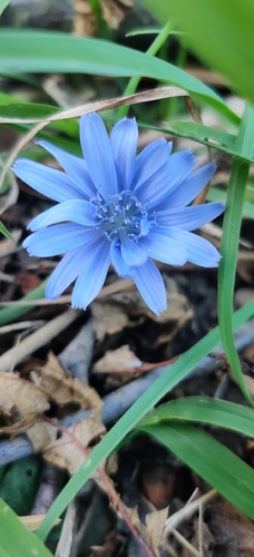 chicory