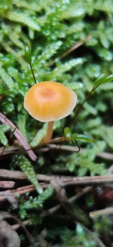 Orange Moss Navel