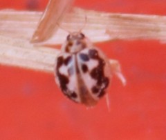 Psyllobora vigintimaculata