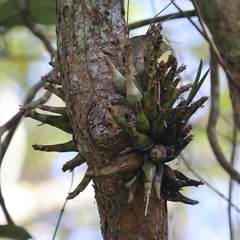 Dendrobium canaliculatum