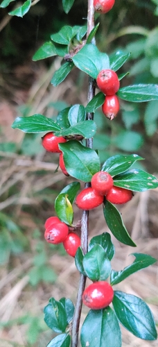 Spreading Cotoneaster