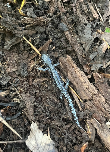 Blue-spotted Salamander